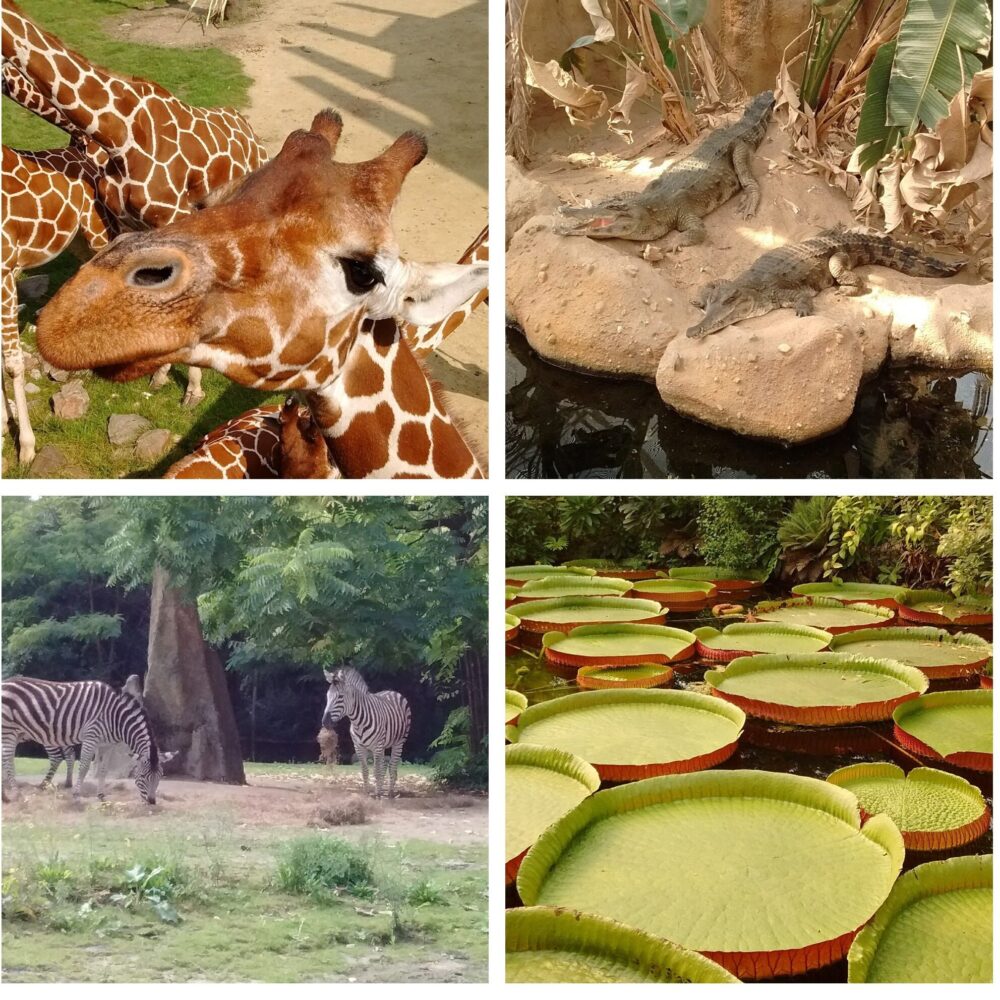 Rotterdam zoo’s many animals, including Crocodiles, zebras, and giraffes