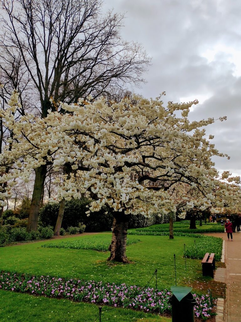 The lush landscaping features stunning Cherry Blossoms in full bloom at the Sensational Keukenhof Tulip Gardens