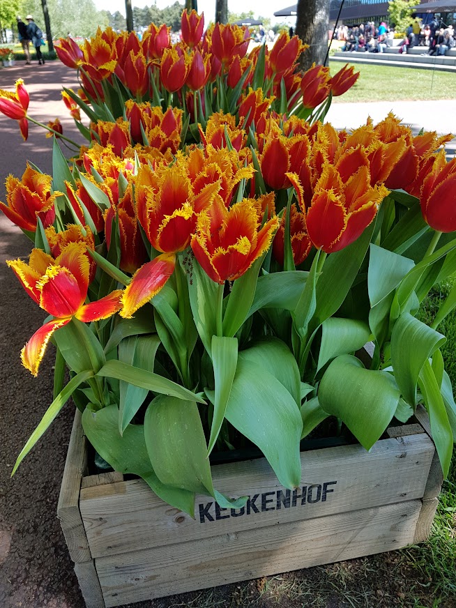 One of the many exotic tulip varieties on display at the Sensational Keukenhof Tulip Gardens