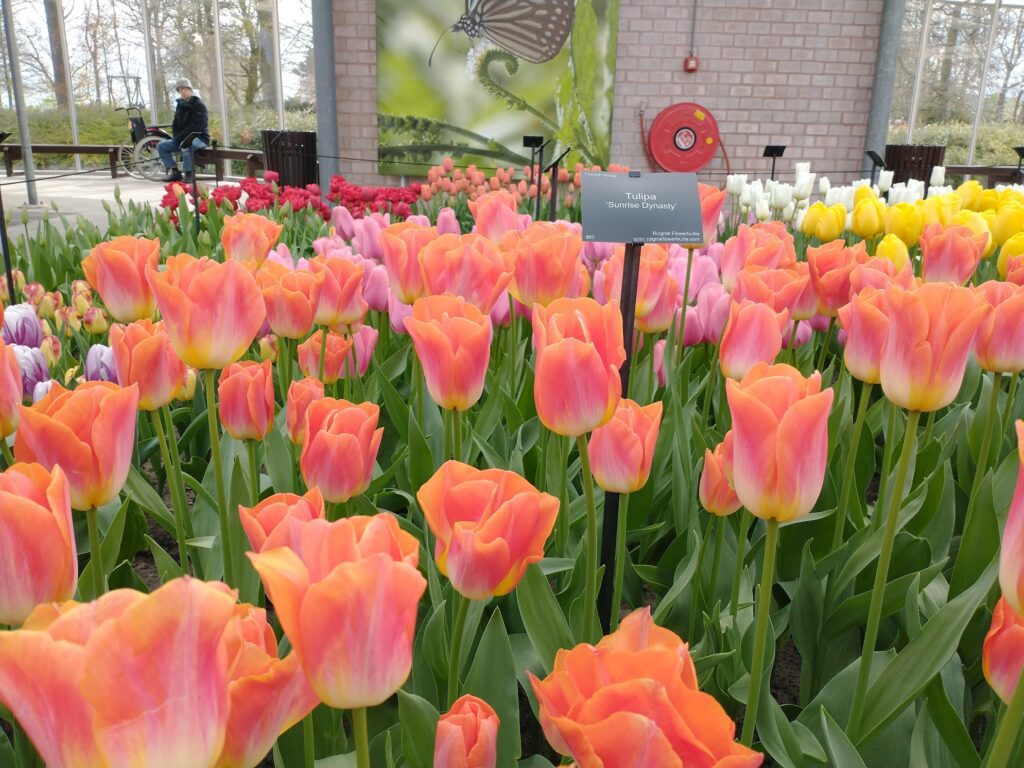 Tulips in full bloom in one of the indoor pavilions