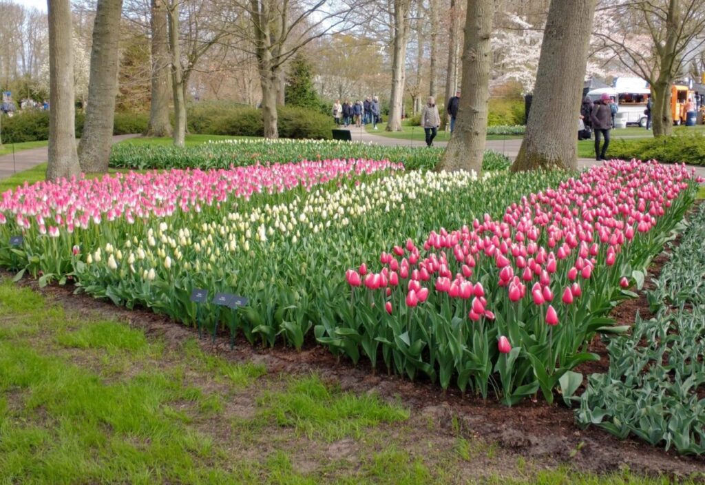 The beautifully striped tulip gardens at Keukenhof
