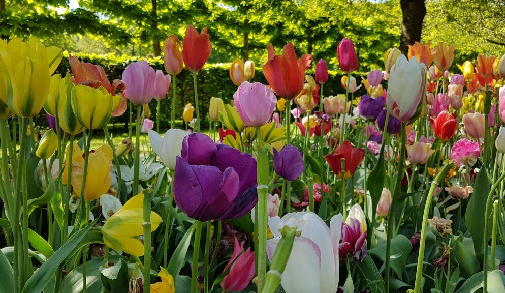 Beautiful tulips in full bloom at the Keukenhof Gardens, near Leiden, Netherlands