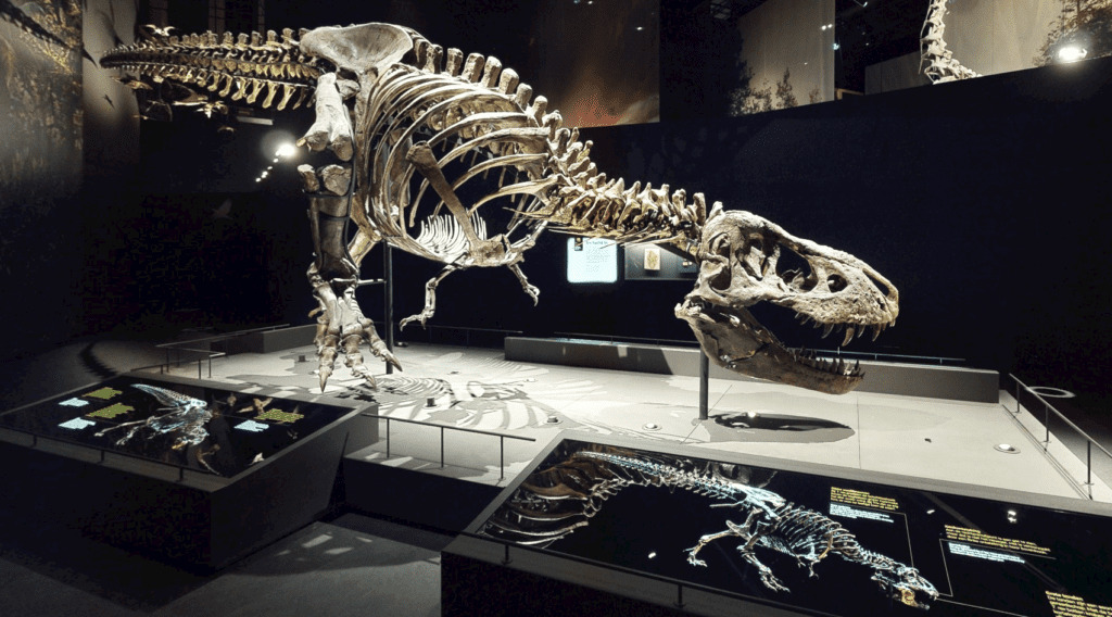 T-Rex at the Naturalis Museum, Leiden Netherlands (photo Naturalis.nl)
