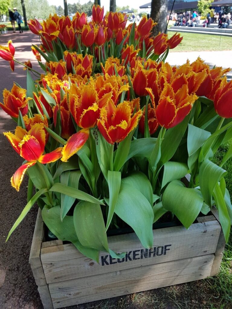 Flowers in the Keukenhof flower garden, Lisse, Netherlands