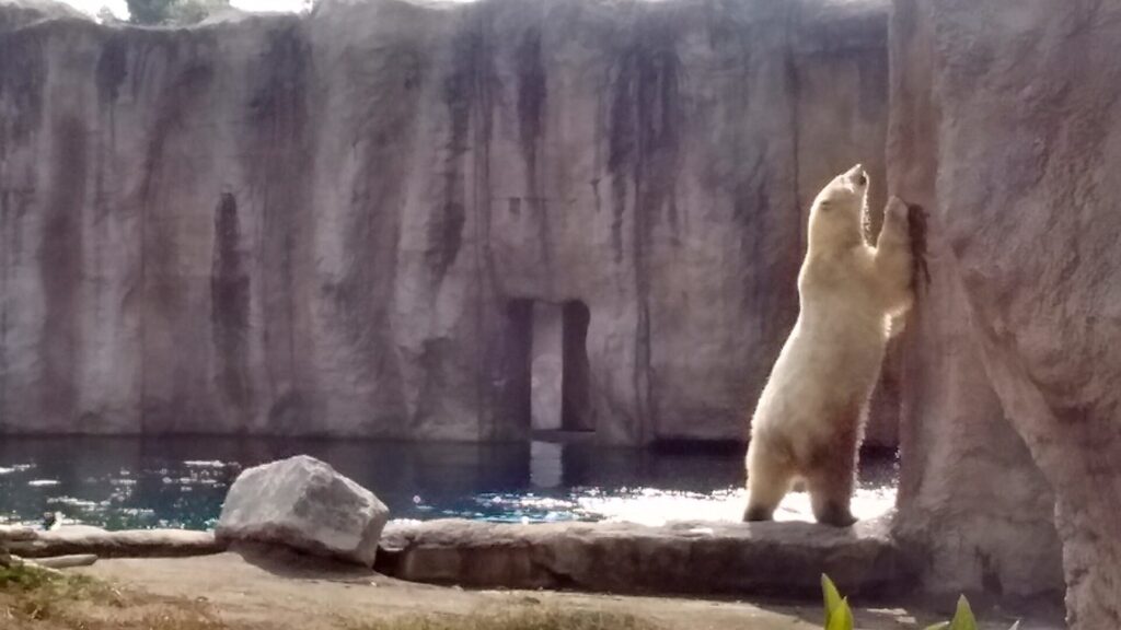 Polar Bear at Rotterdam's Blijdorp Zoo.